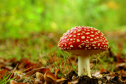 Fly agaric mushroom