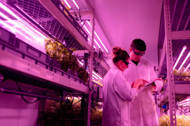 Female and male engineer in indoor farm with pink light