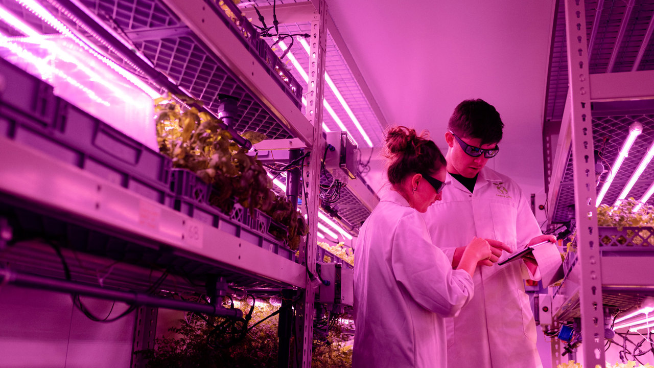 Female and male engineer in indoor farm with pink light